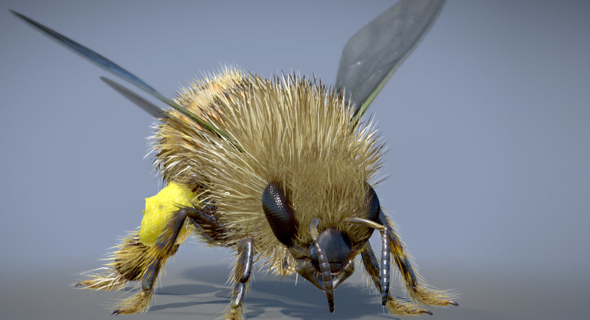 Western Honey Bee Worker 3D model_3
