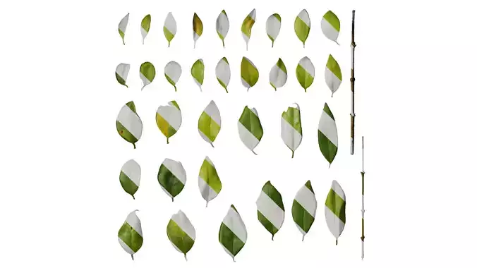 Anydrafts Ligustrum x vicaryi Leaf 02