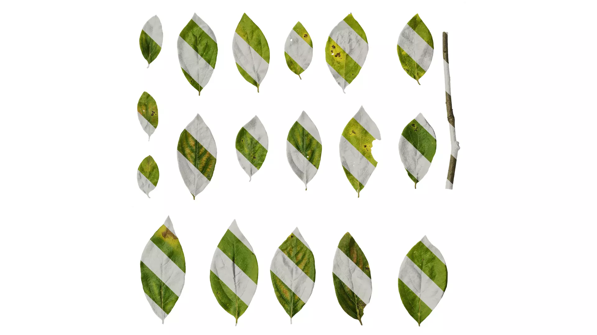 Anydrafts Lindera glauca Leaf 03 Texture
