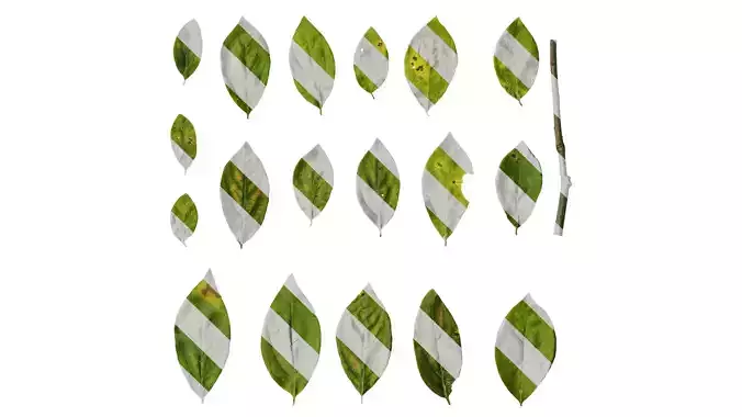 Anydrafts Lindera glauca Leaf 03