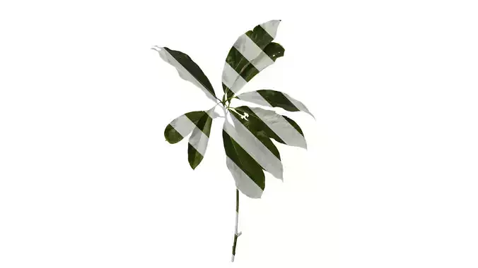 Anydrafts Lindera megaphylla Atlas 01