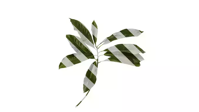 Anydrafts Lindera megaphylla Atlas 02