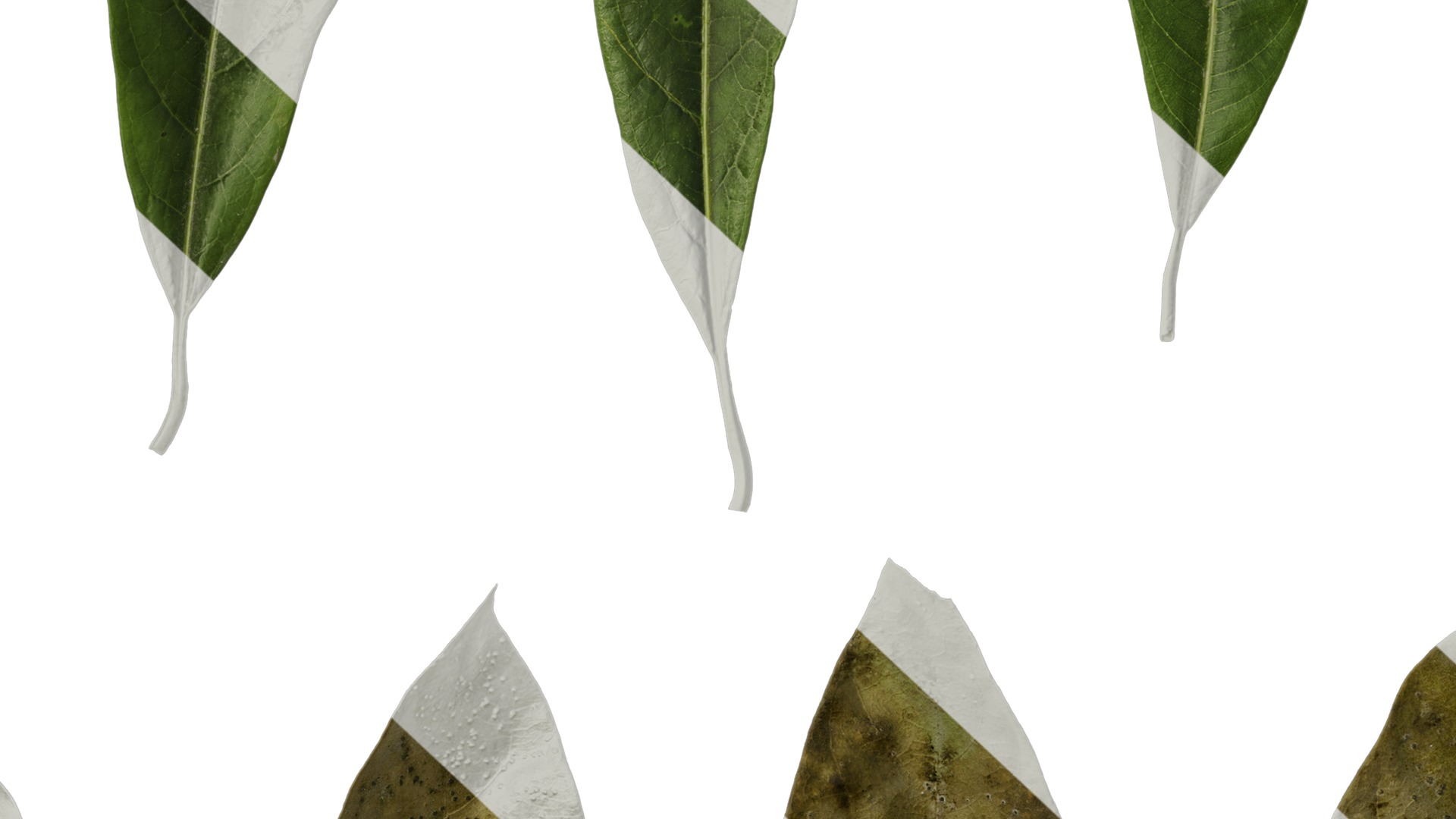 Anydrafts Lindera megaphylla Leaf 01 Texture_7