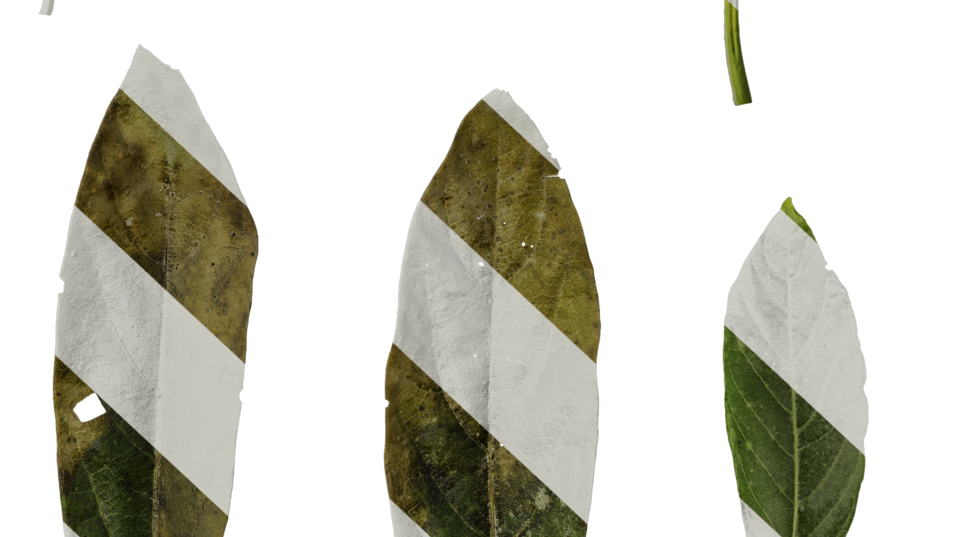 Anydrafts Lindera megaphylla Leaf 01 Texture_6