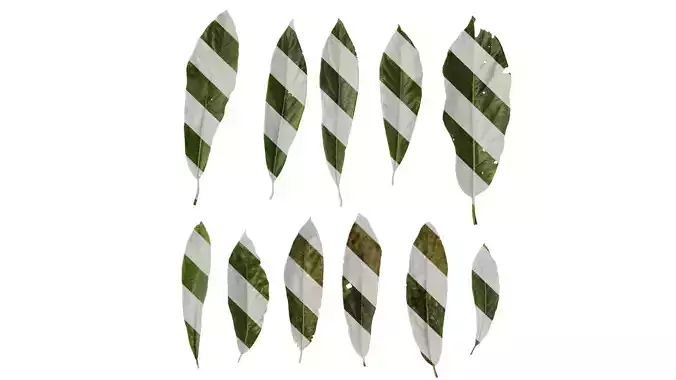 Anydrafts Lindera megaphylla Leaf 01