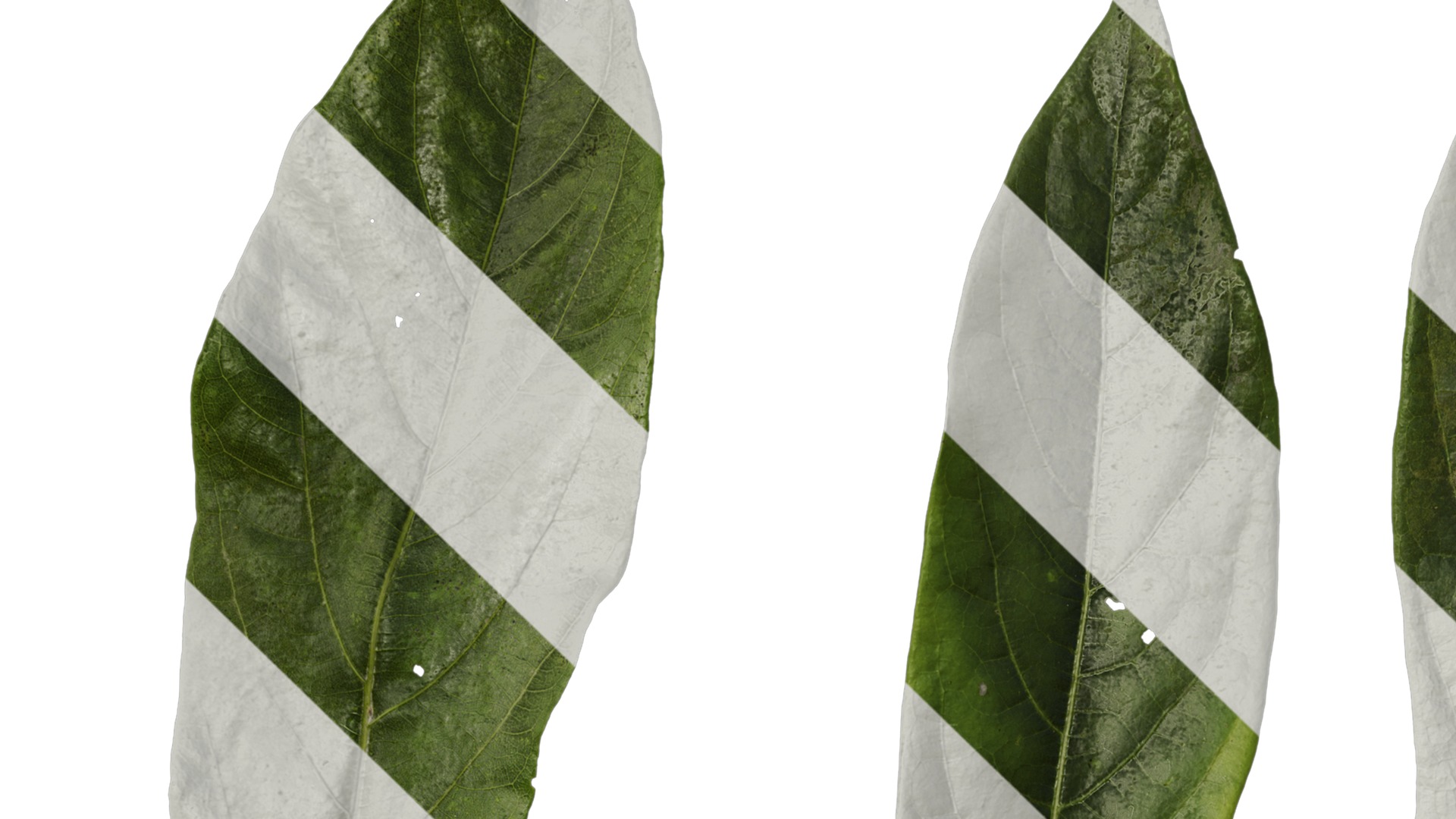 Anydrafts Lindera megaphylla Leaf 01 Texture_1