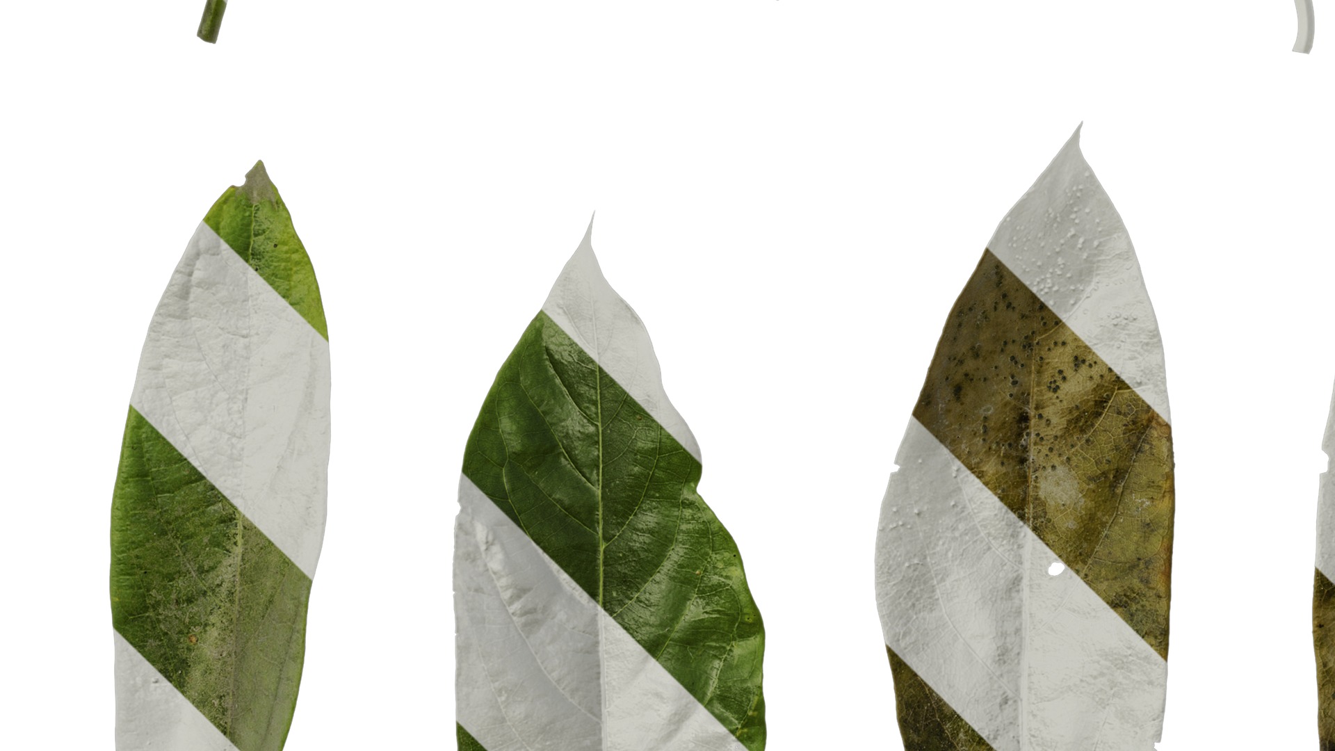 Anydrafts Lindera megaphylla Leaf 01 Texture_5