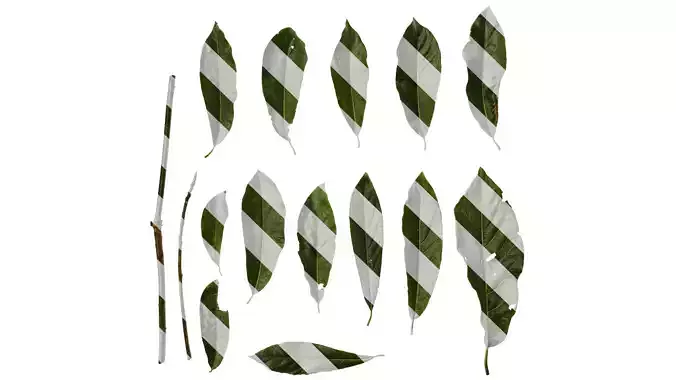 Anydrafts Lindera megaphylla Leaf 02