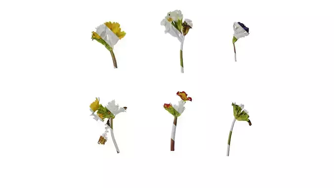 Anydrafts Primula malacoides Atlas 03