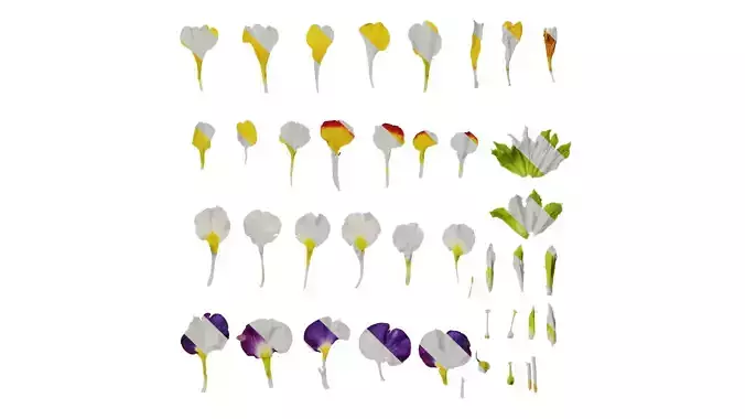 Anydrafts Primula malacoides Flower 05