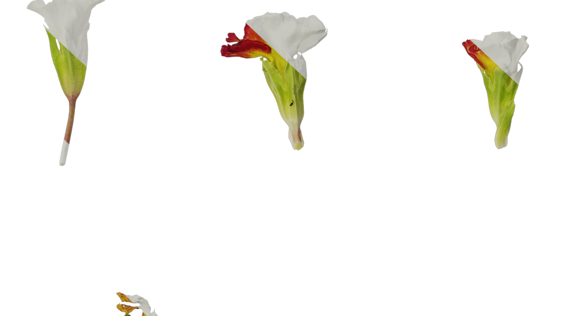 Anydrafts Primula malacoides Flower 06 Texture_6