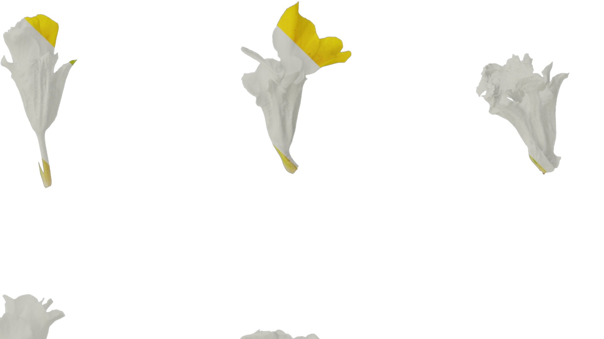 Anydrafts Primula malacoides Flower 06 Texture_4