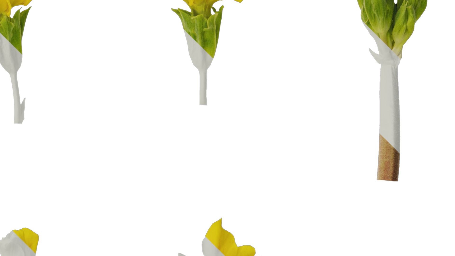 Anydrafts Primula malacoides Flower 06 Texture_2