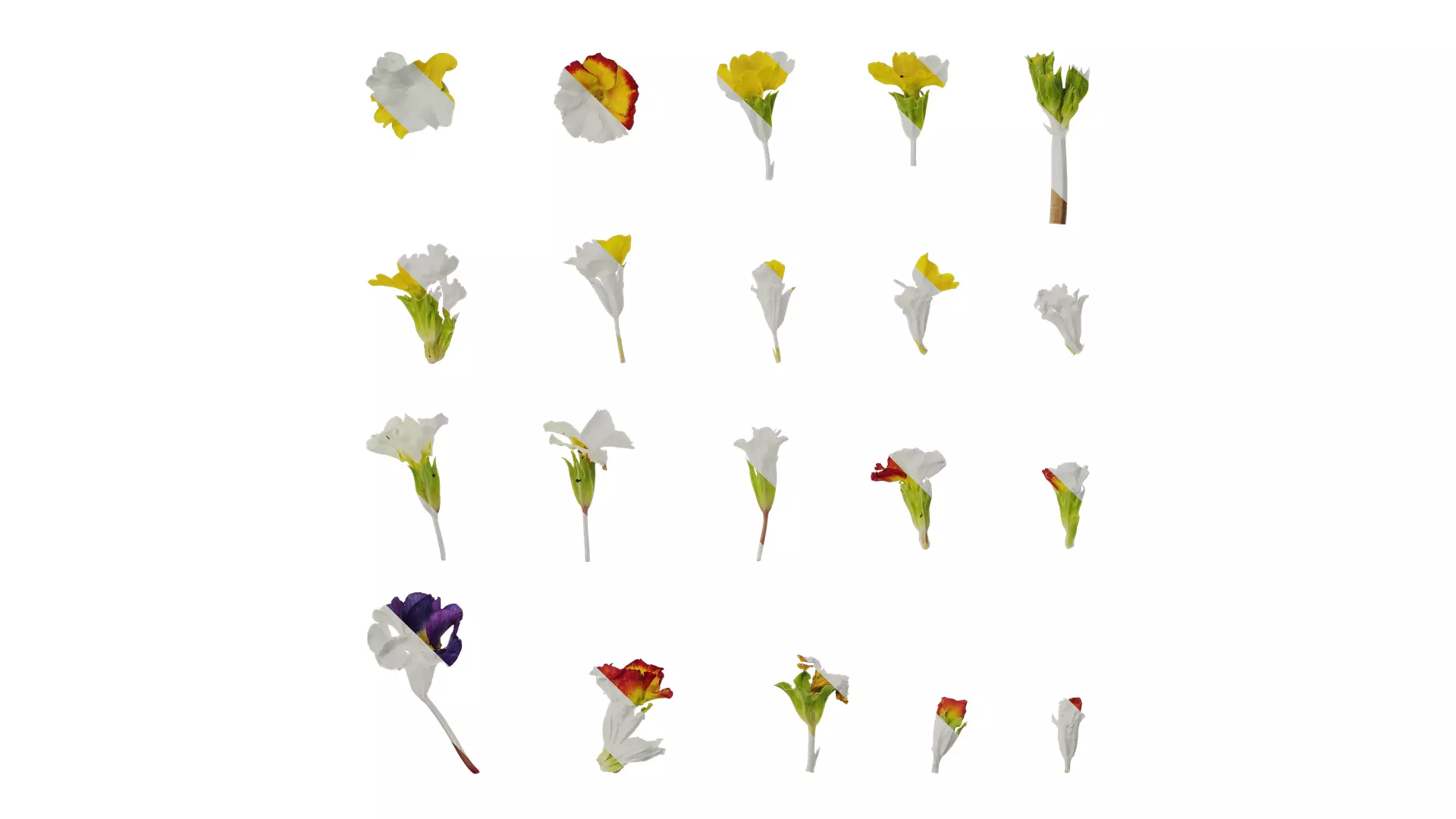 Anydrafts Primula malacoides Flower 06 Texture_0