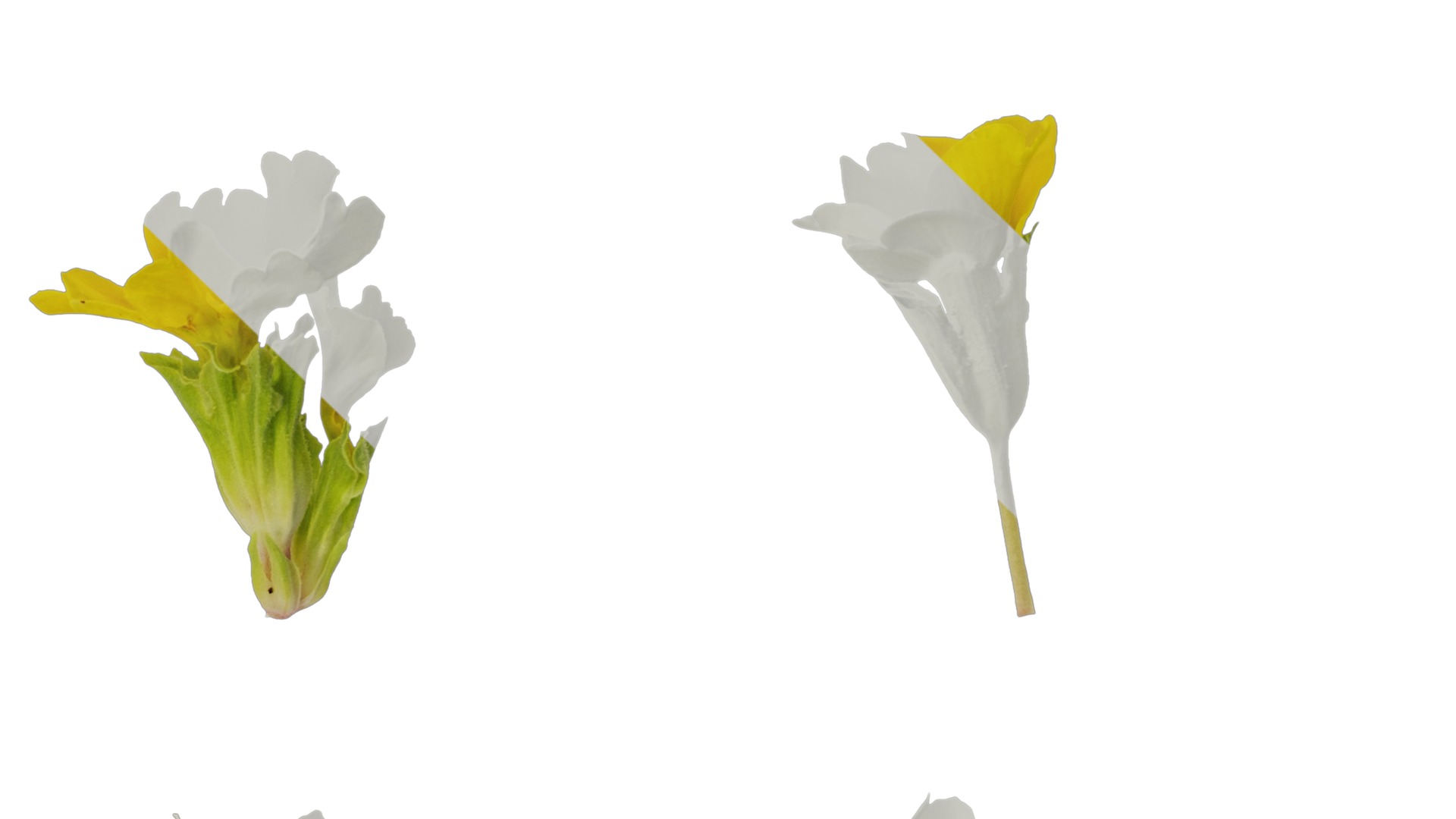 Anydrafts Primula malacoides Flower 06 Texture_3