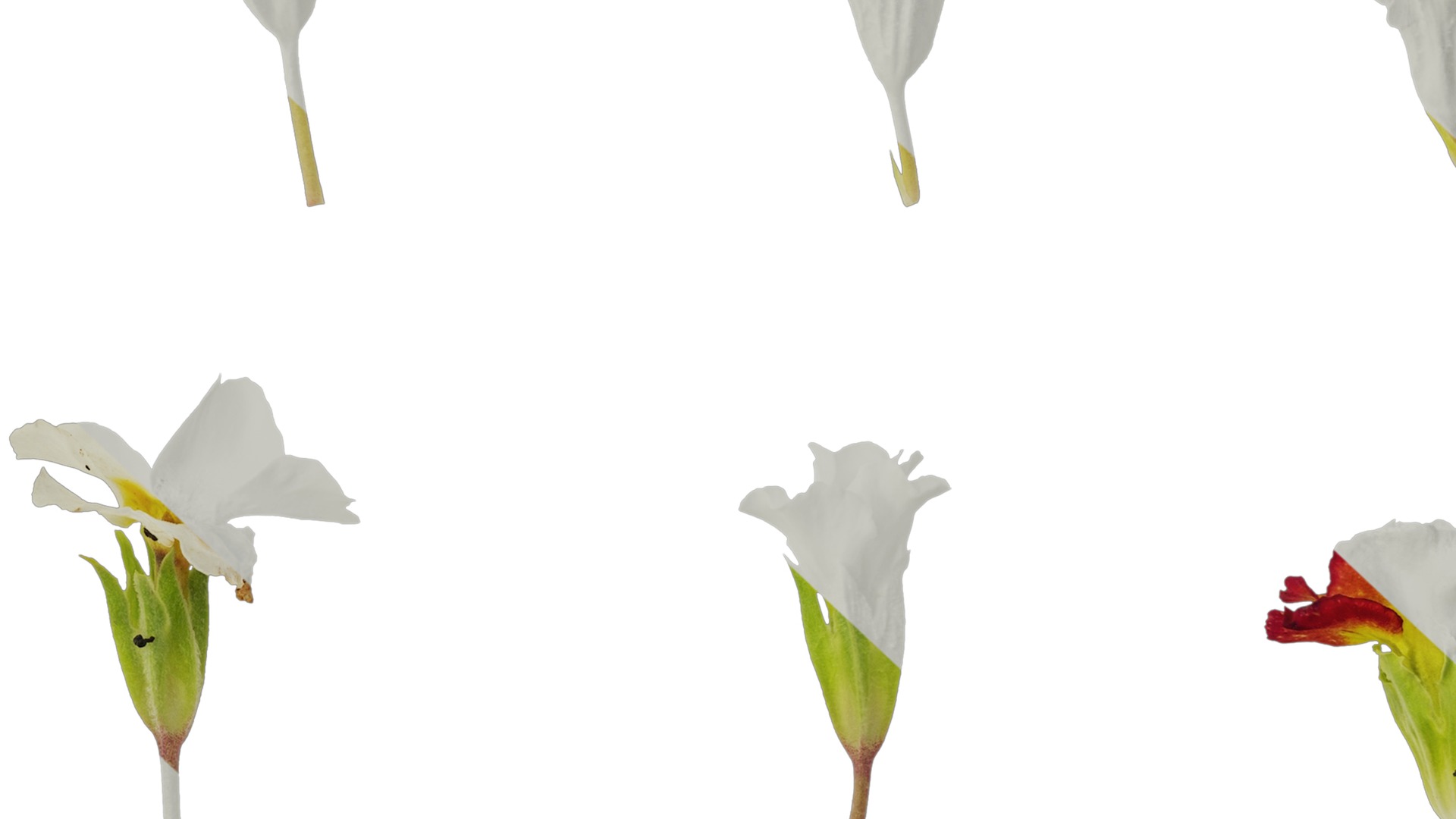 Anydrafts Primula malacoides Flower 06 Texture_7