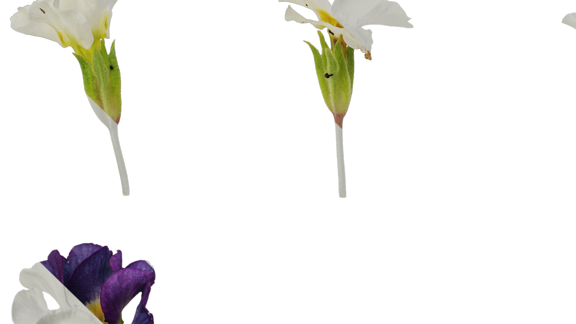 Anydrafts Primula malacoides Flower 06 Texture_5