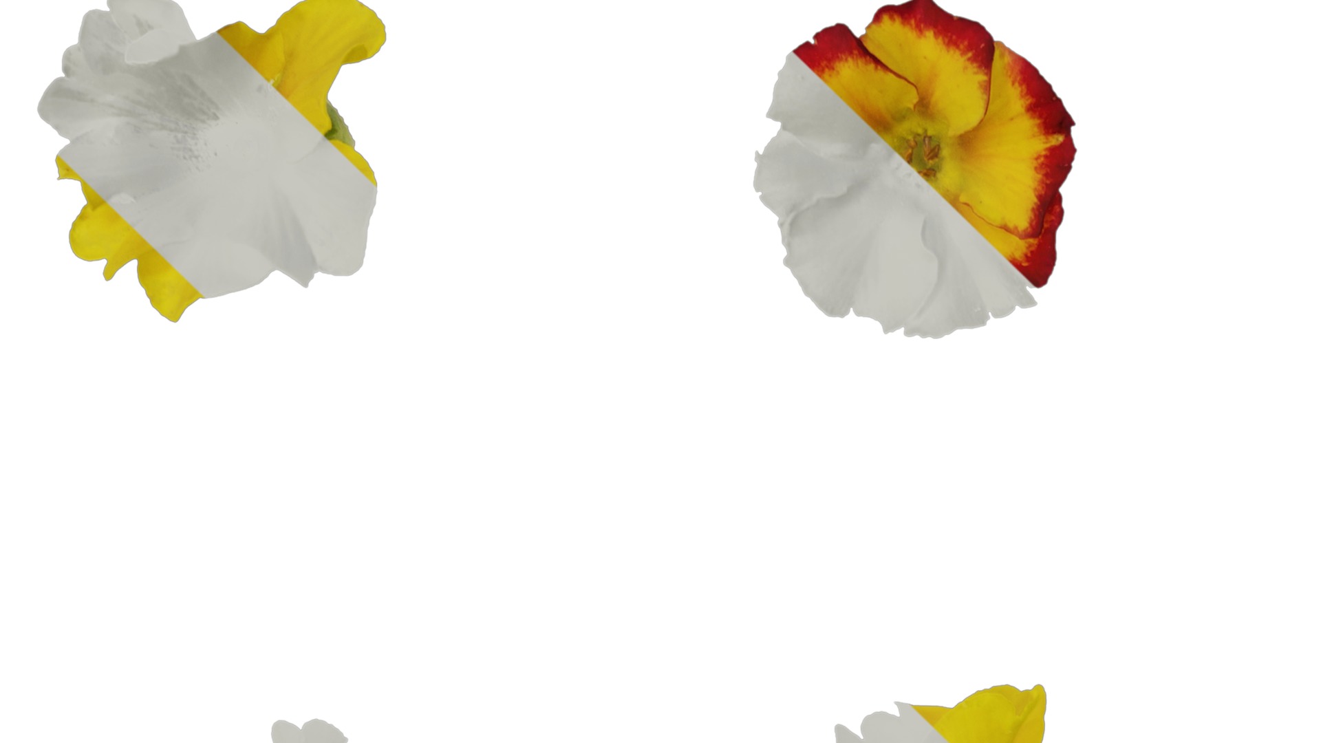 Anydrafts Primula malacoides Flower 06 Texture_1