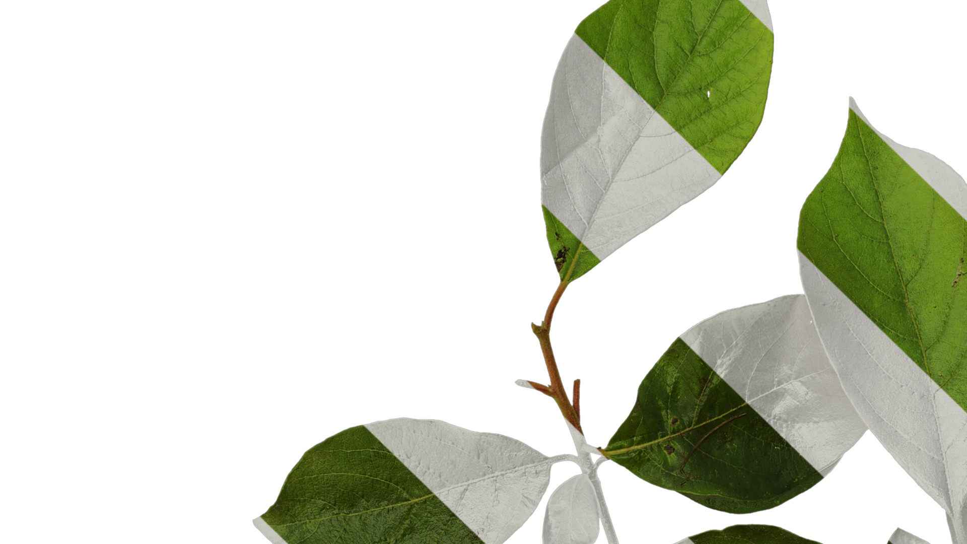 Anydrafts Lindera reflexa Atlas 01 Texture_1