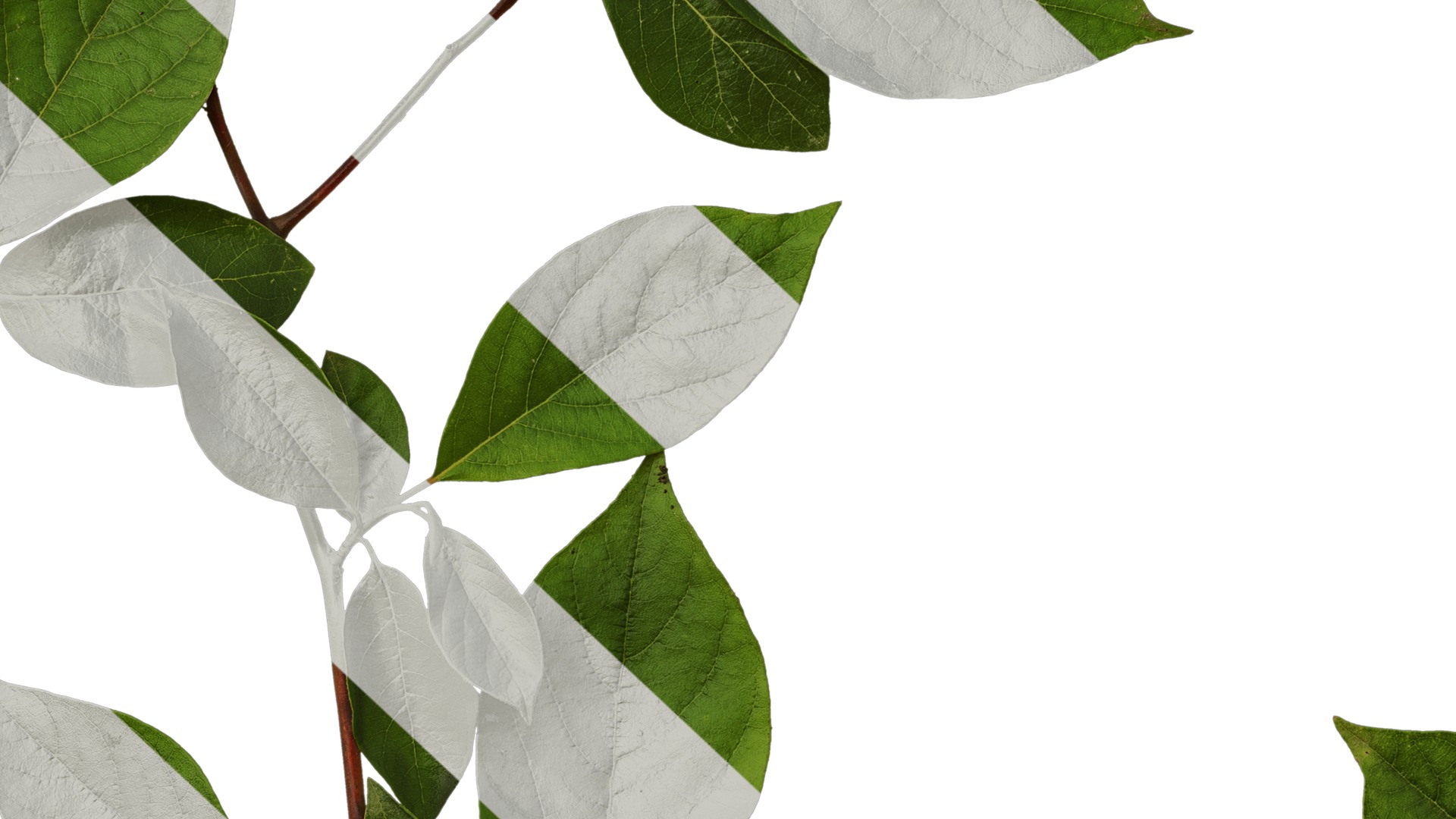 Anydrafts Lindera reflexa Atlas 01 Texture_7