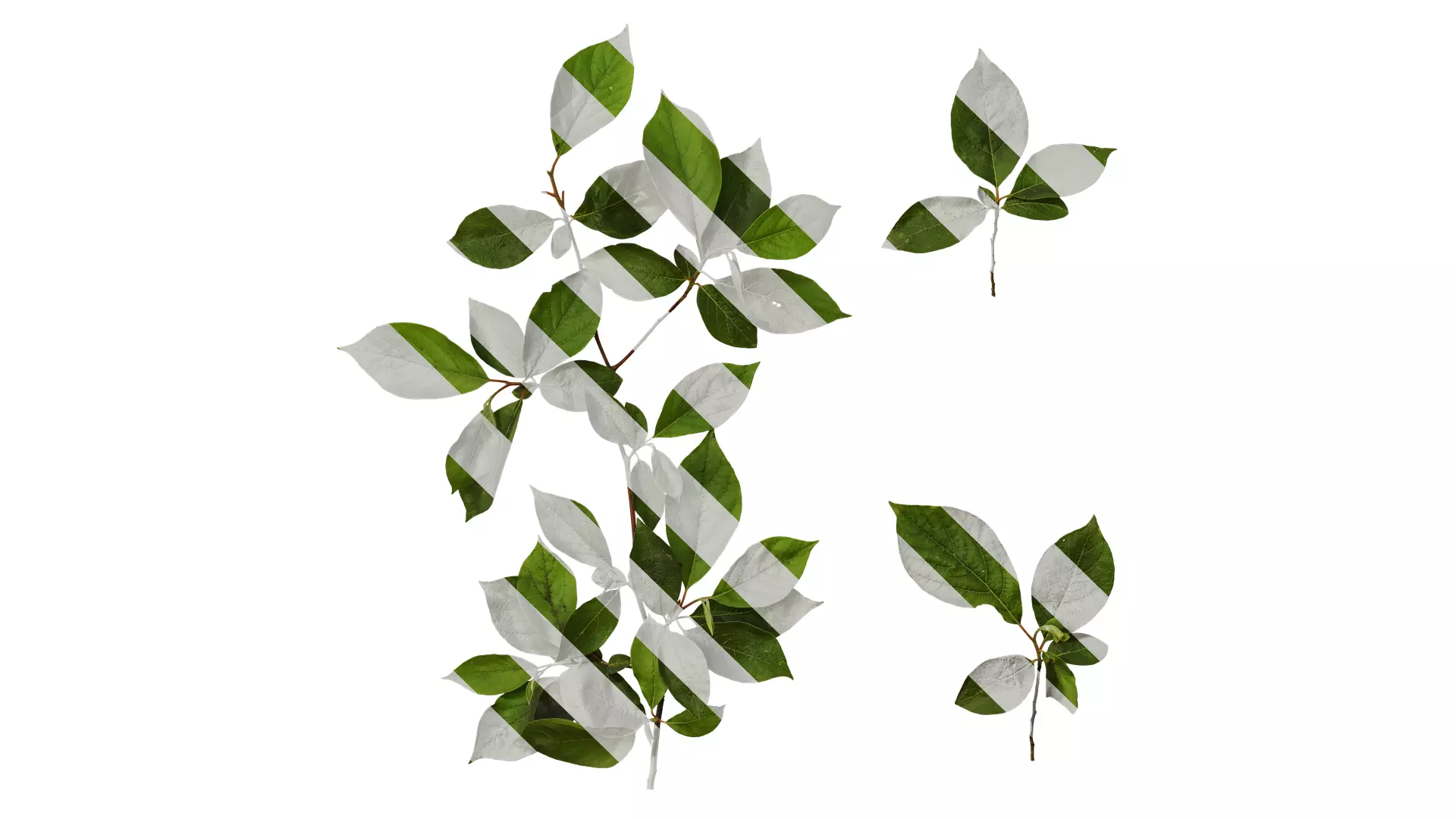 Anydrafts Lindera reflexa Atlas 01 Texture_0