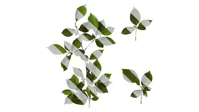 Anydrafts Lindera reflexa Atlas 01