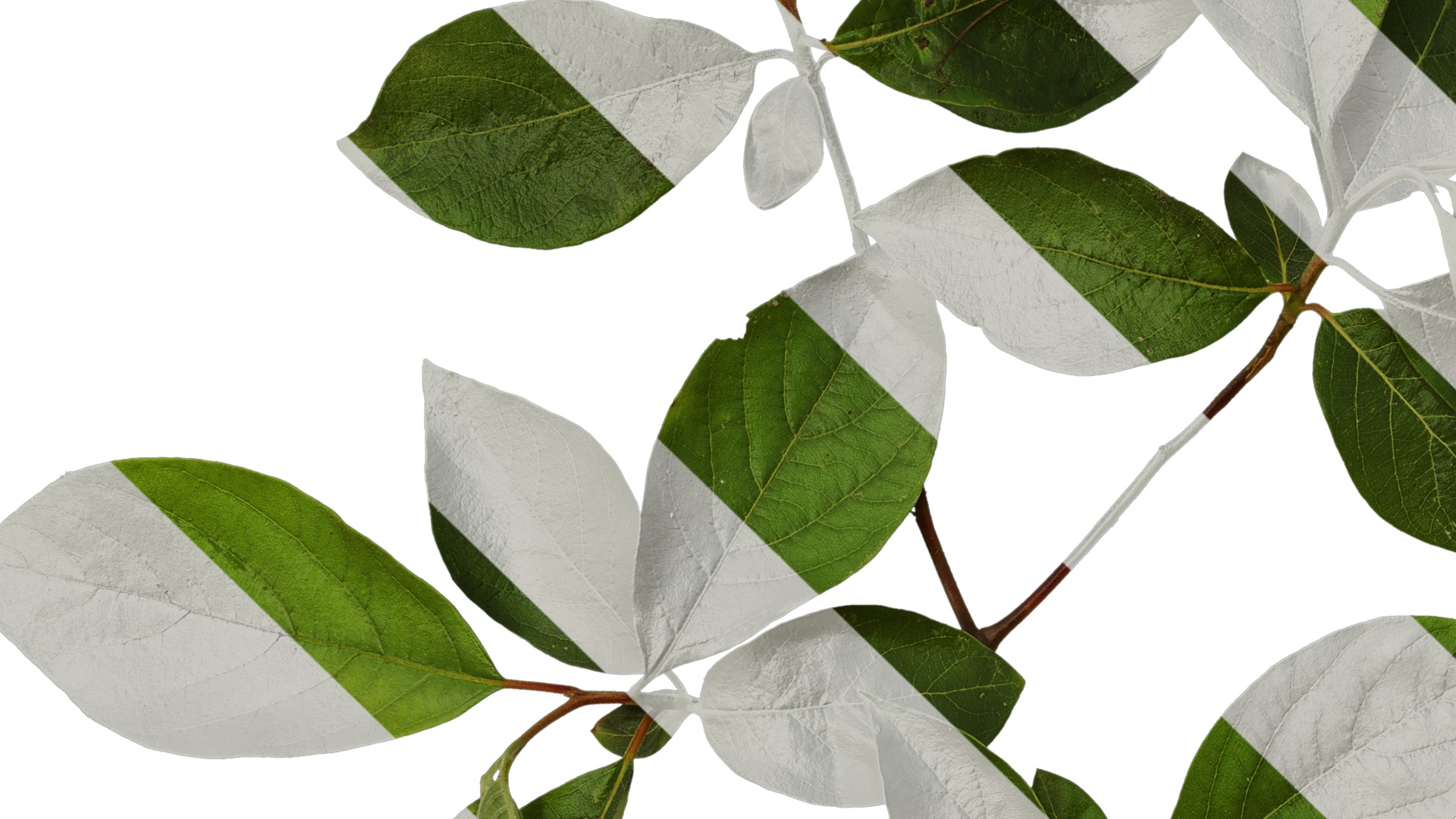 Anydrafts Lindera reflexa Atlas 01 Texture_3