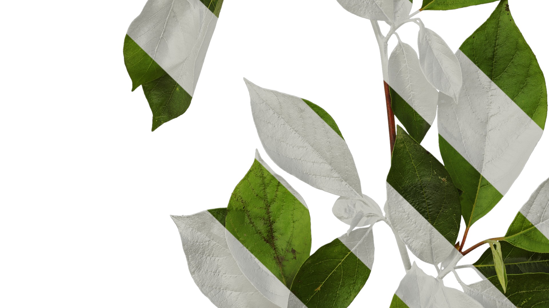 Anydrafts Lindera reflexa Atlas 01 Texture_5