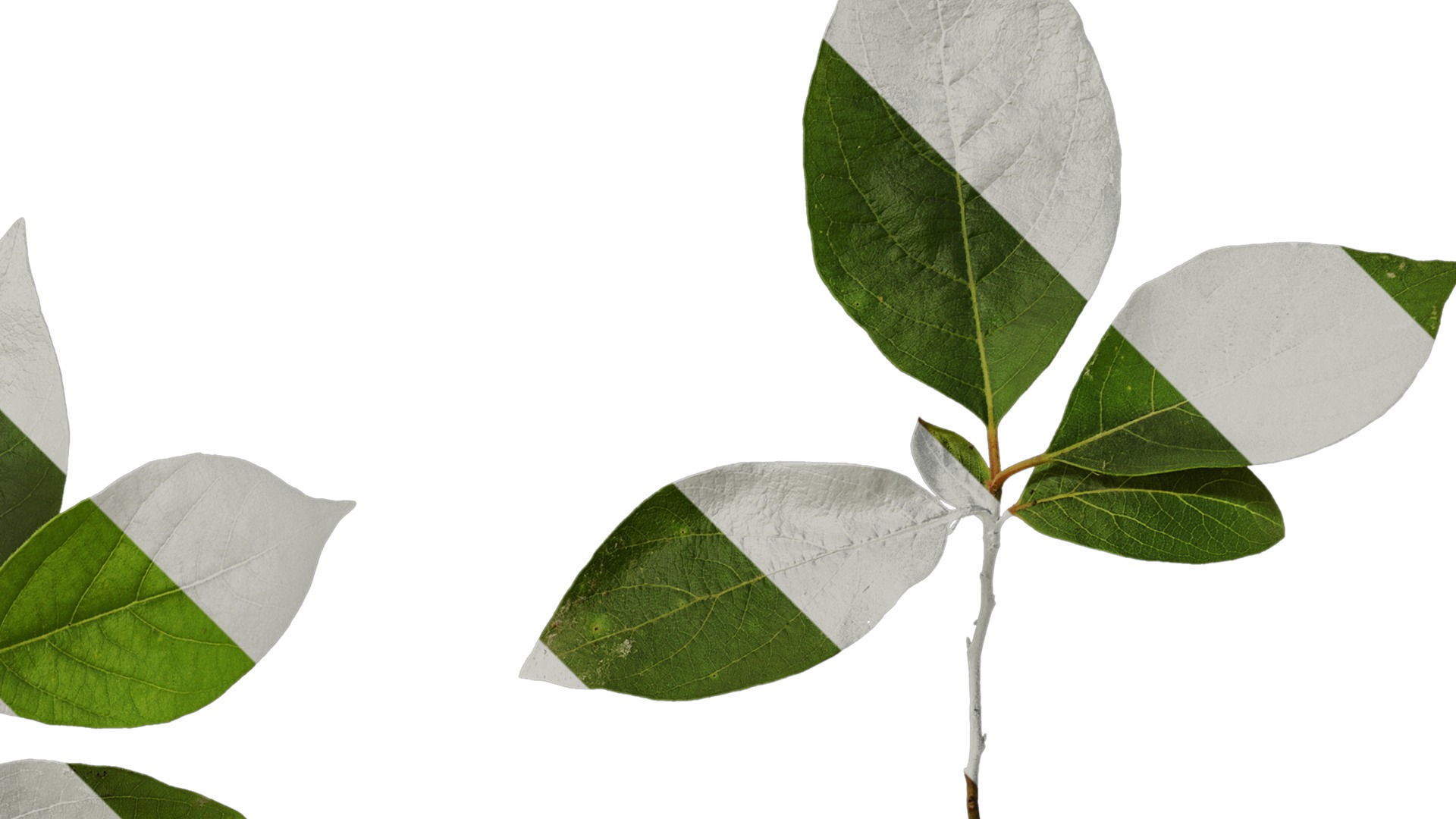 Anydrafts Lindera reflexa Atlas 01 Texture_2