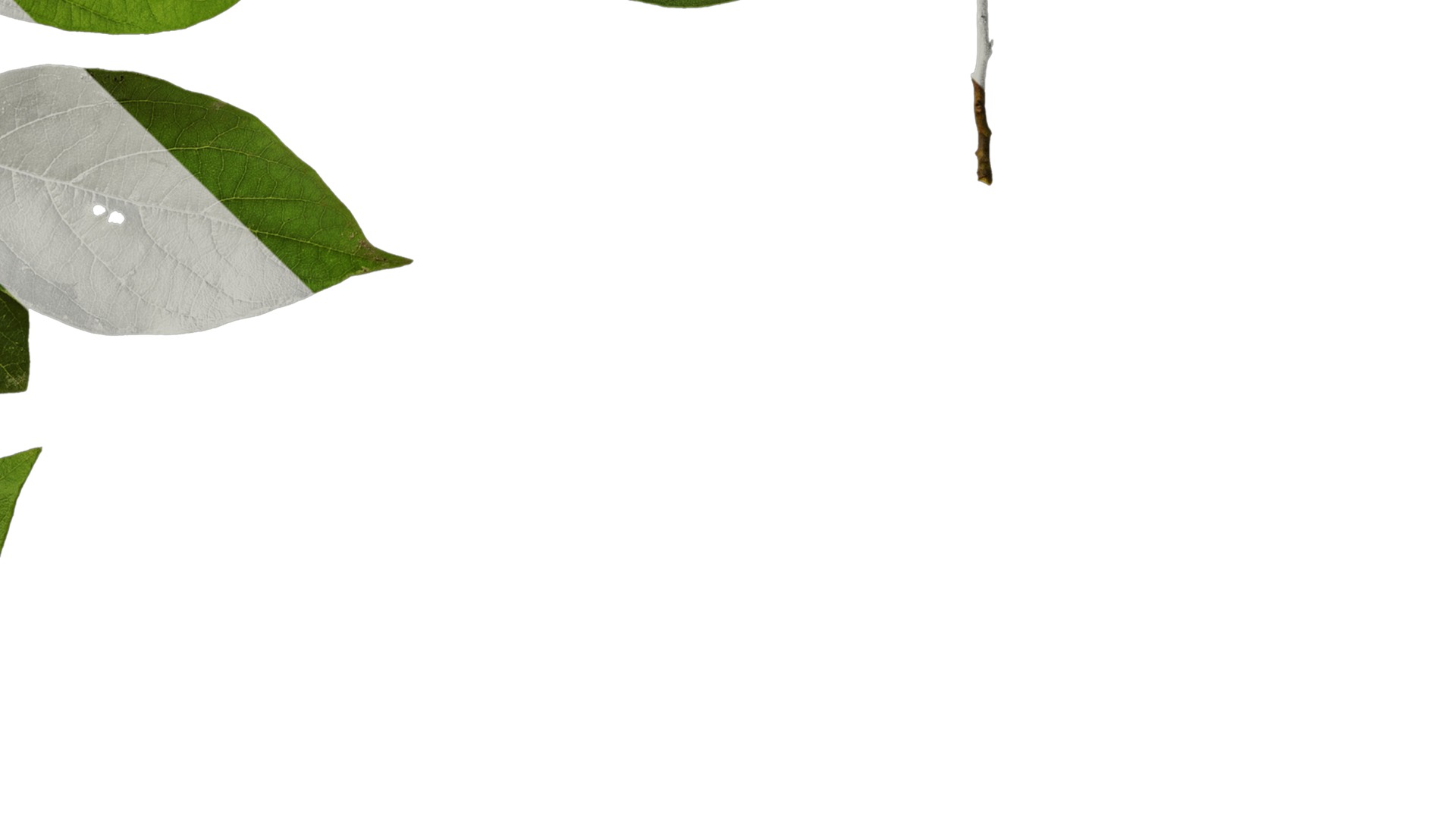 Anydrafts Lindera reflexa Atlas 01 Texture_4