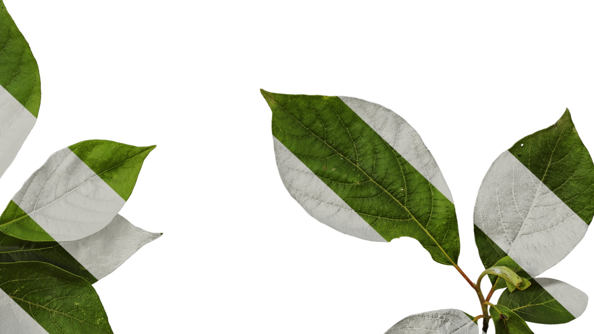 Anydrafts Lindera reflexa Atlas 01 Texture_6