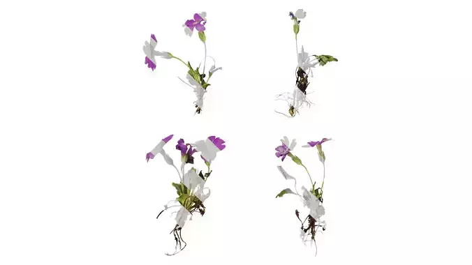 Anydrafts Primula tenella Atlas 01