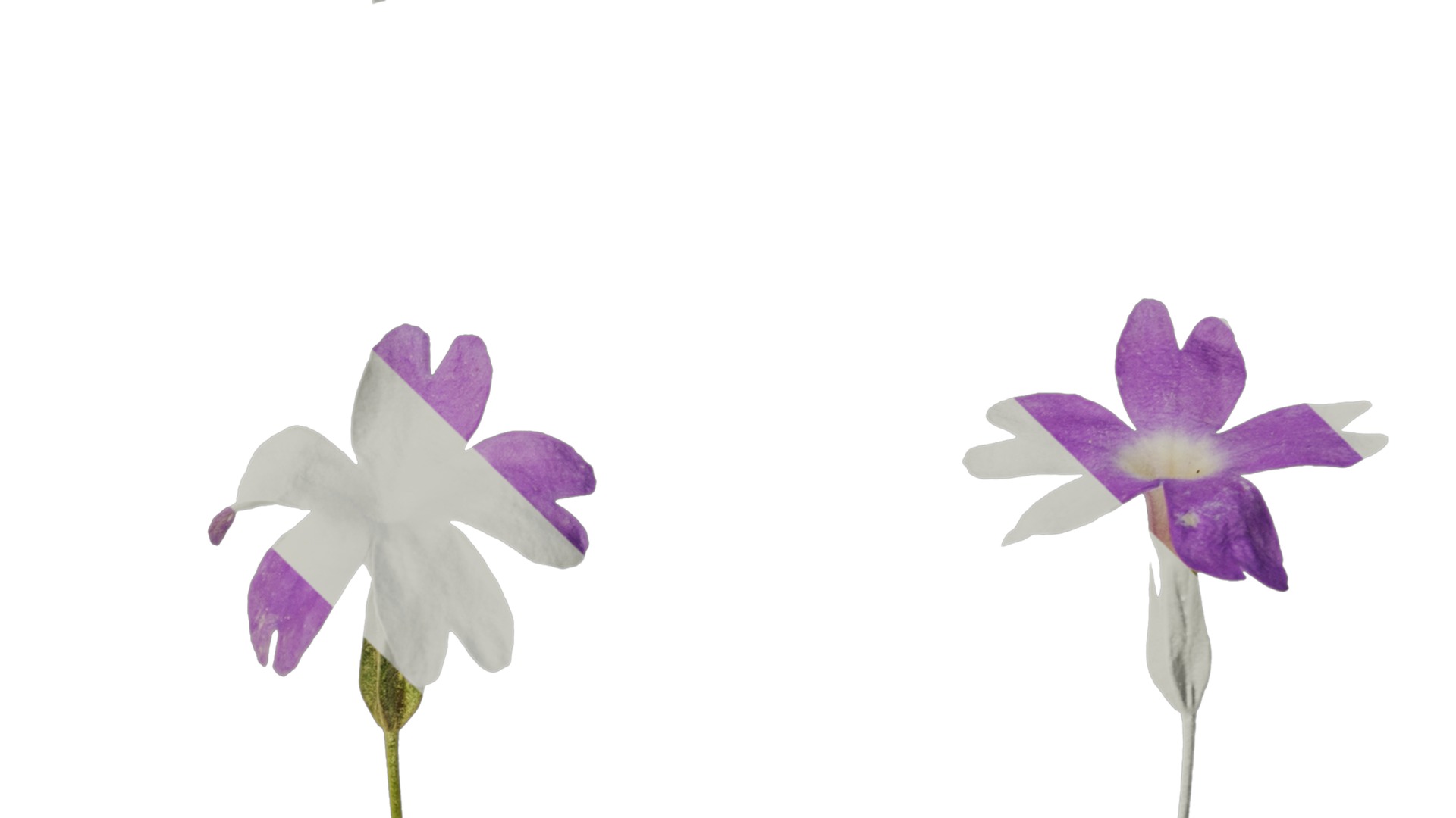 Anydrafts Primula tenella Flower 01 Texture_4