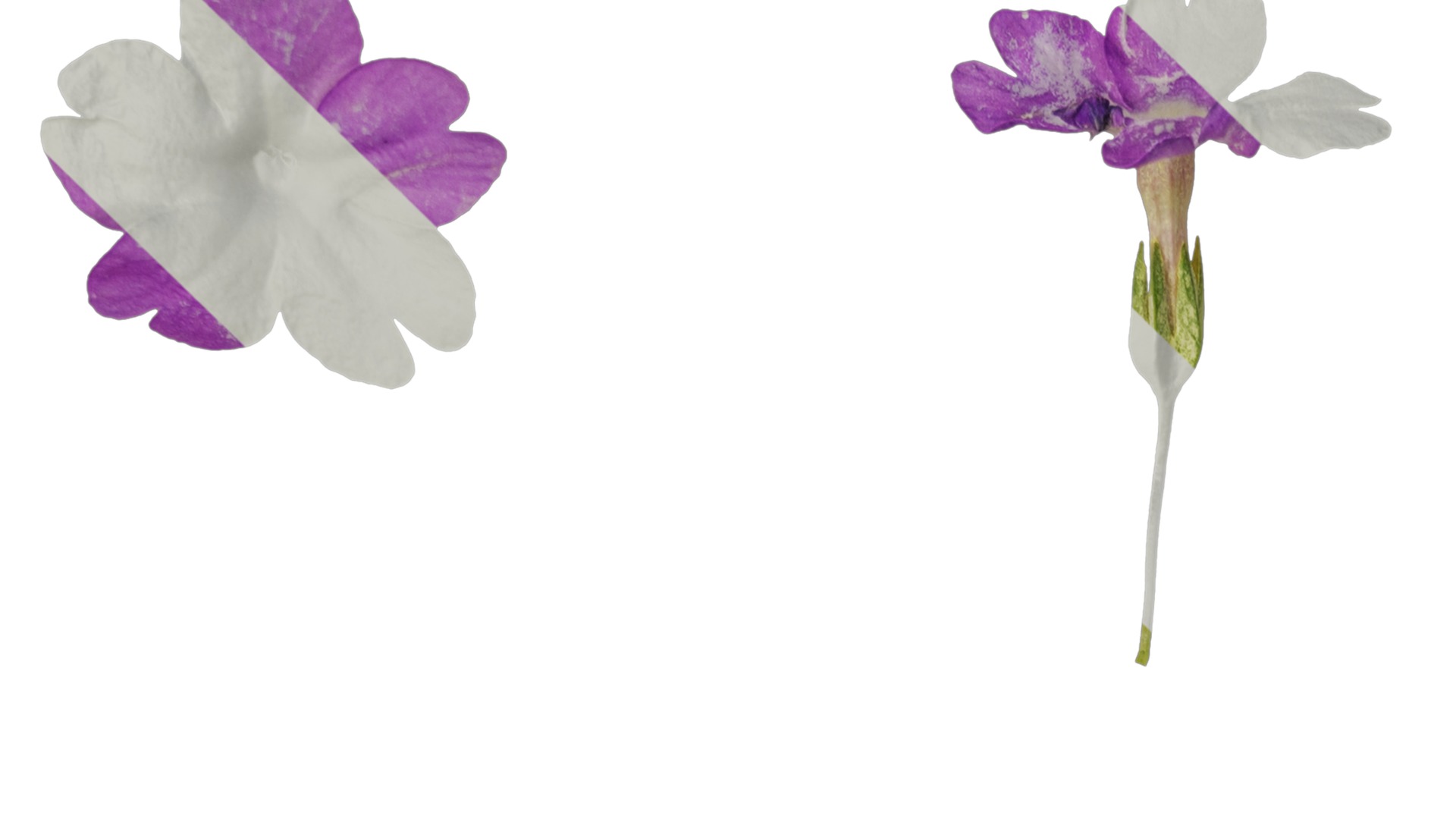 Anydrafts Primula tenella Flower 01 Texture_1