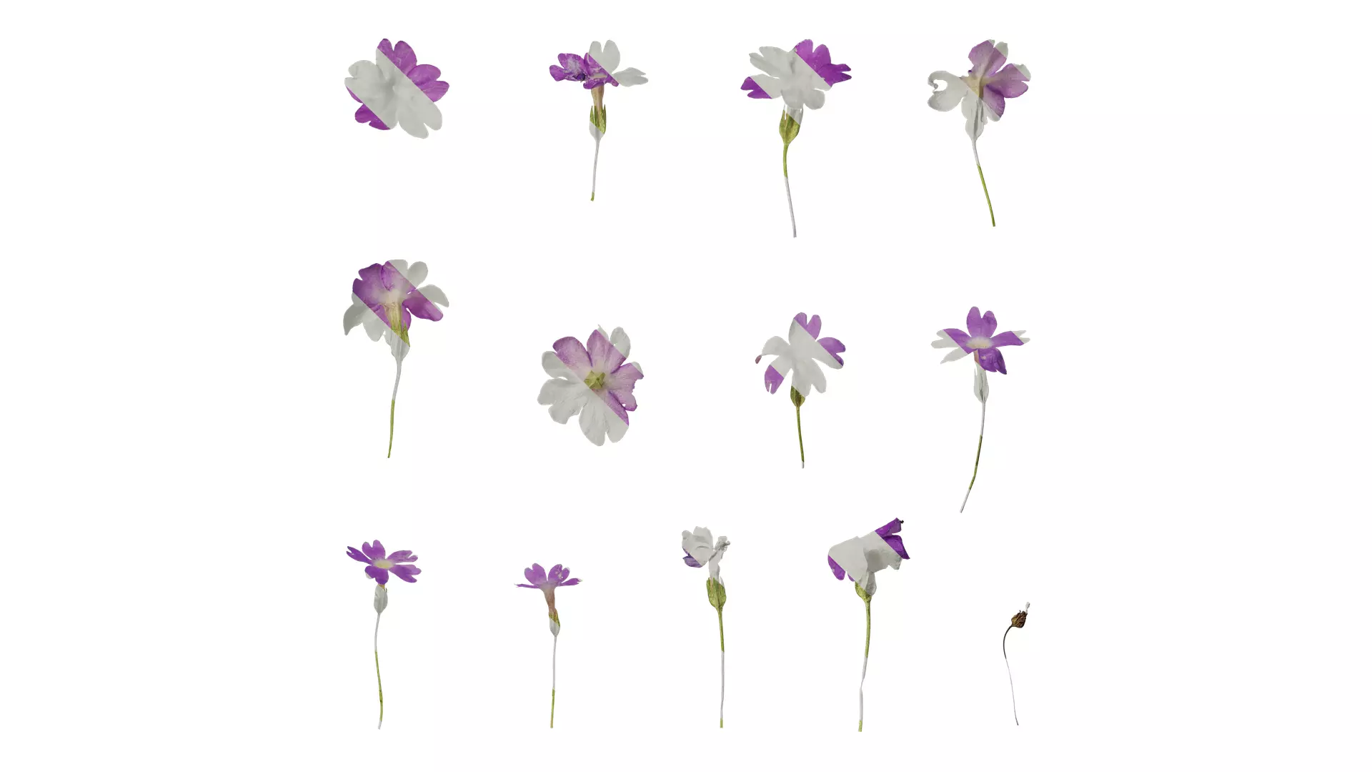 Anydrafts Primula tenella Flower 01 Texture_0