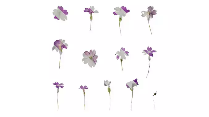 Anydrafts Primula tenella Flower 01