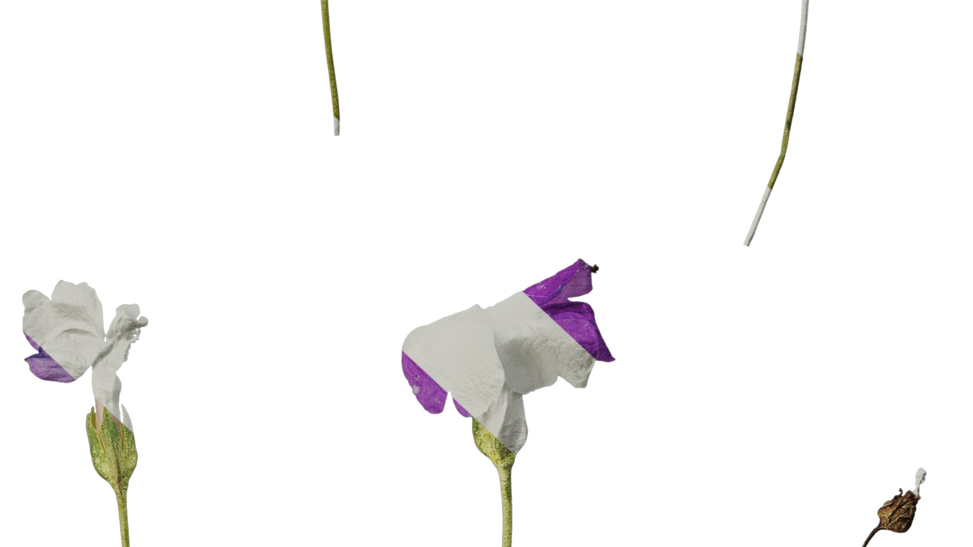 Anydrafts Primula tenella Flower 01 Texture_6