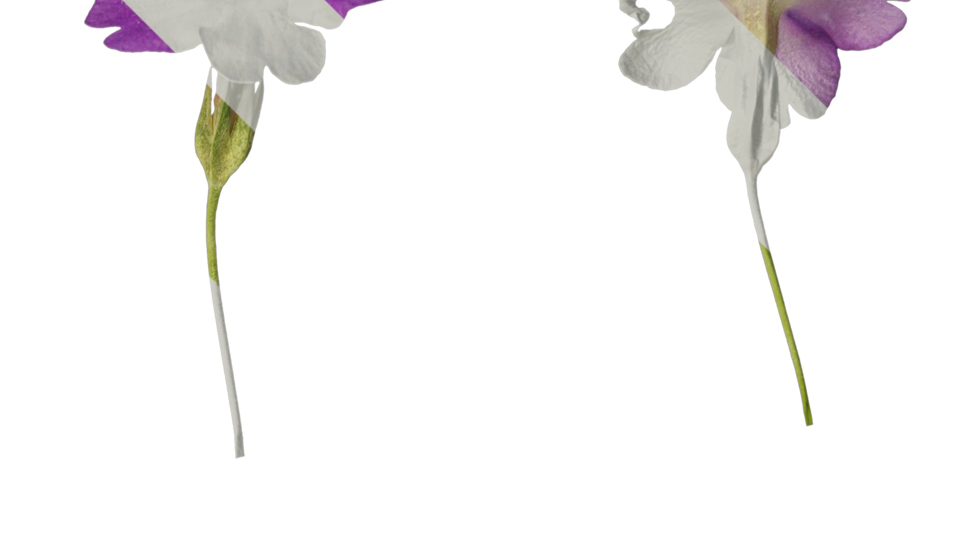 Anydrafts Primula tenella Flower 01 Texture_2