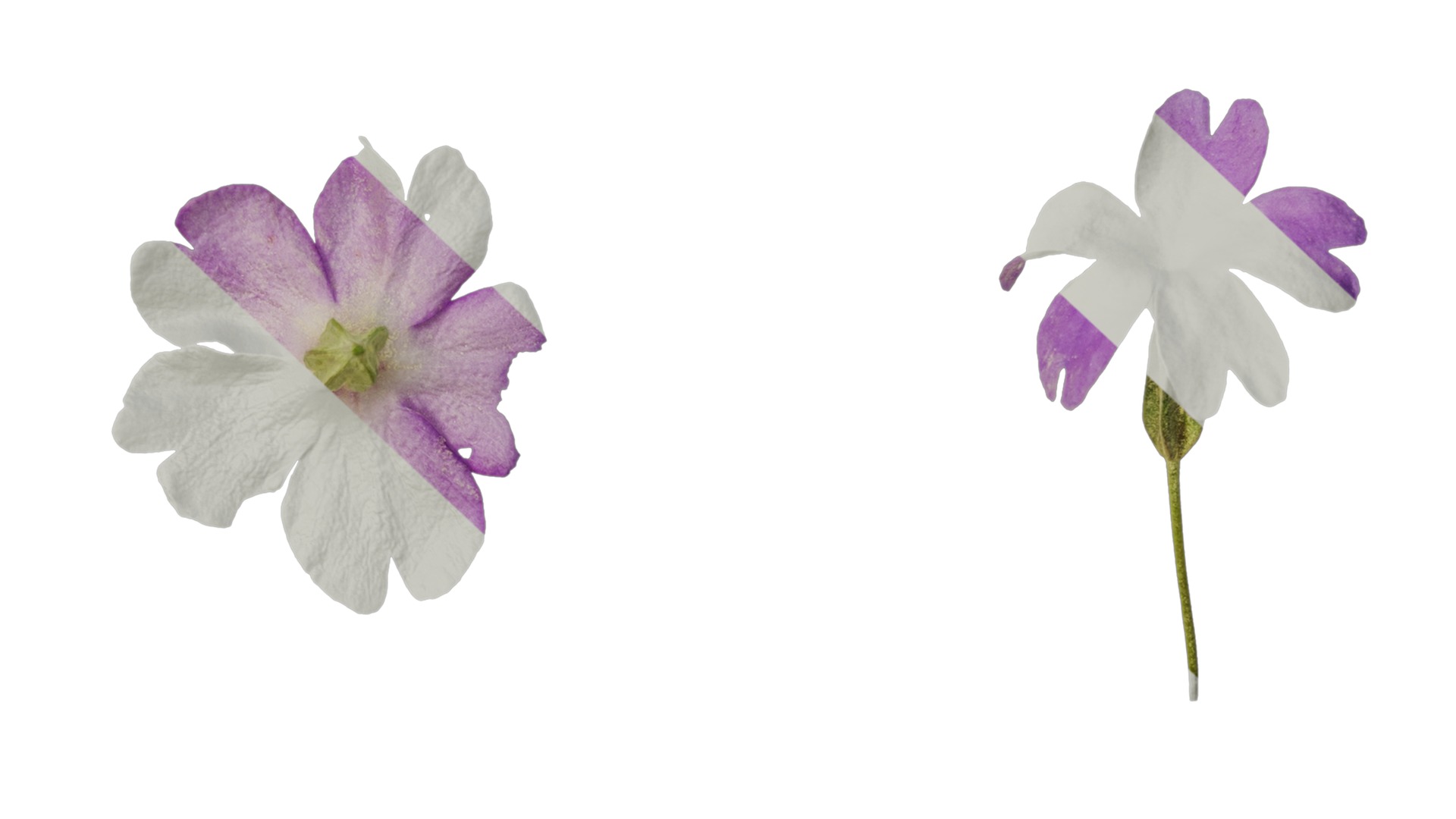 Anydrafts Primula tenella Flower 01 Texture_7