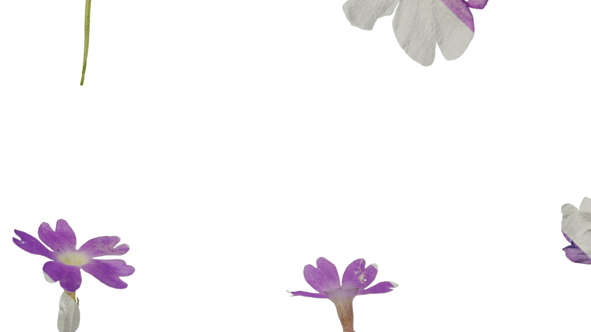 Anydrafts Primula tenella Flower 01 Texture_5