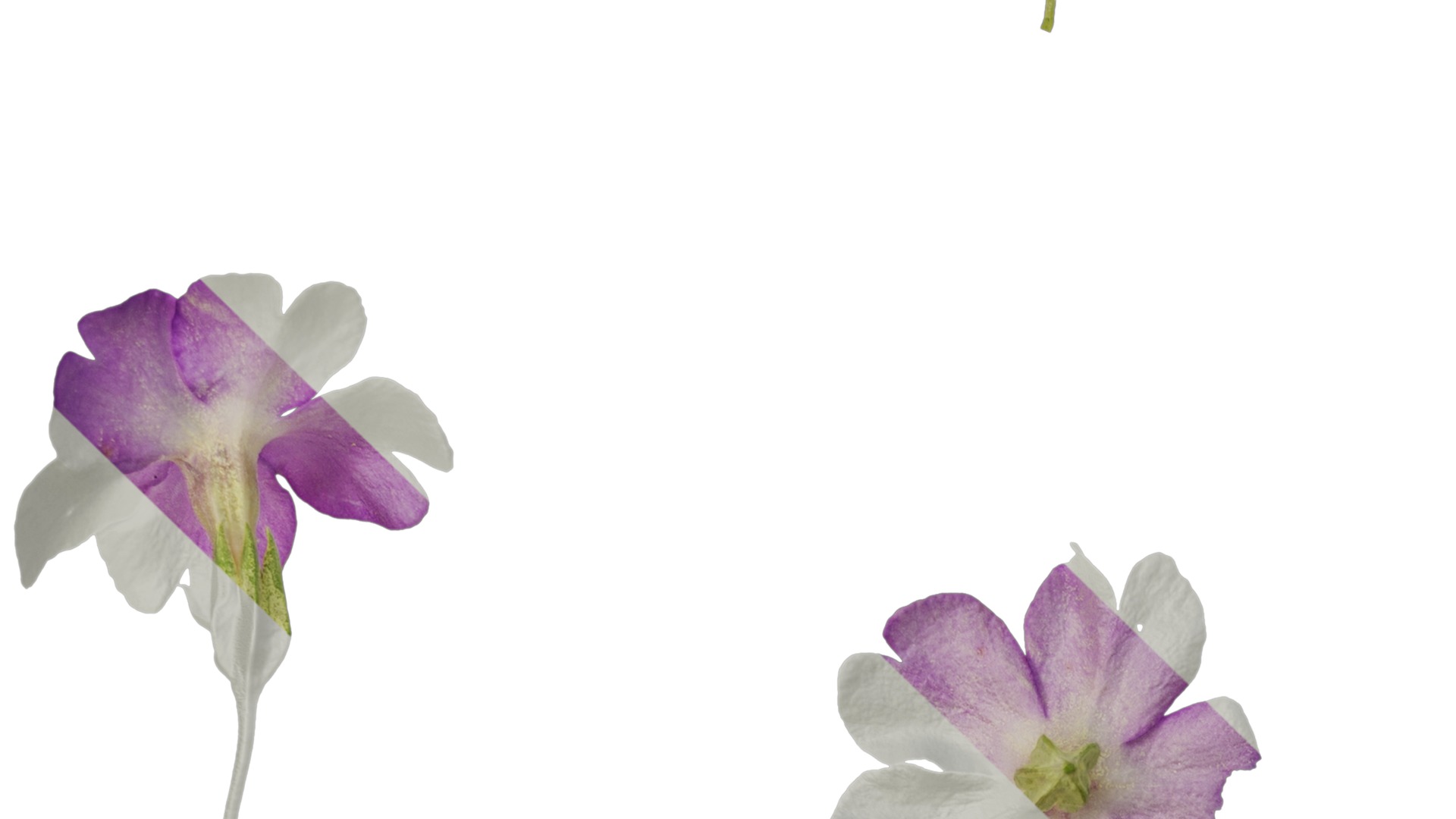 Anydrafts Primula tenella Flower 01 Texture_3