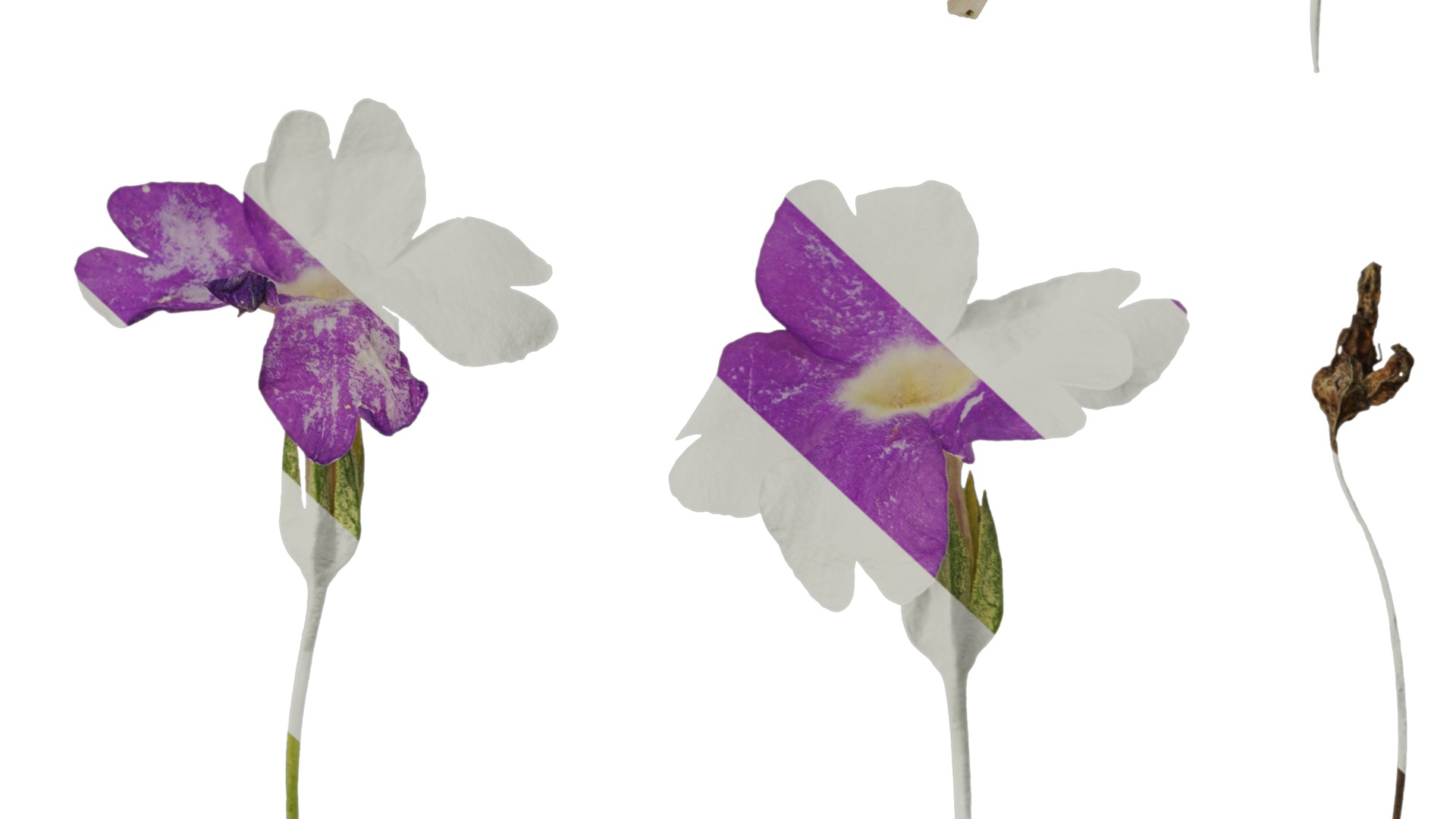 Anydrafts Primula tenella Flower 02 Texture_6