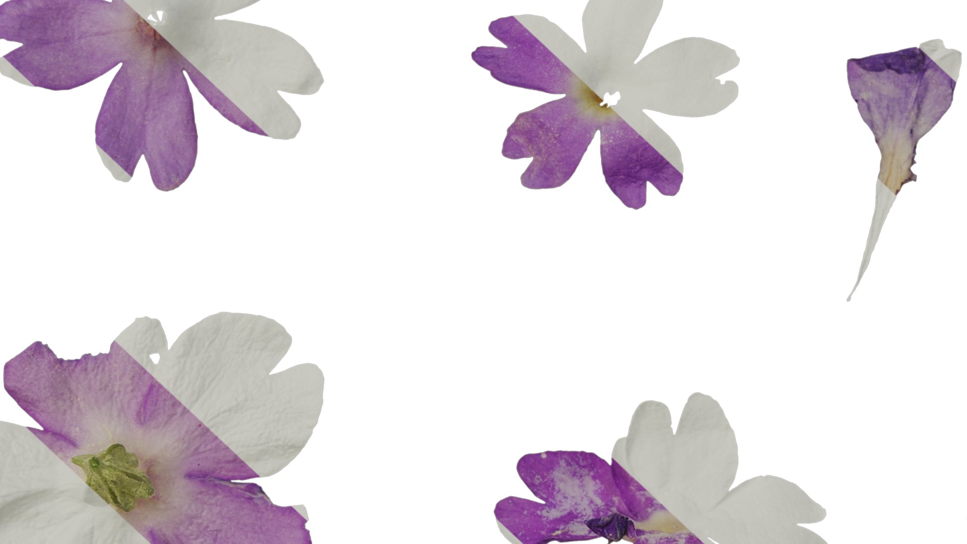 Anydrafts Primula tenella Flower 02 Texture_7