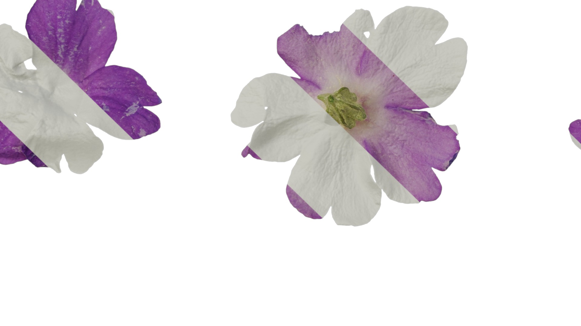 Anydrafts Primula tenella Flower 02 Texture_5