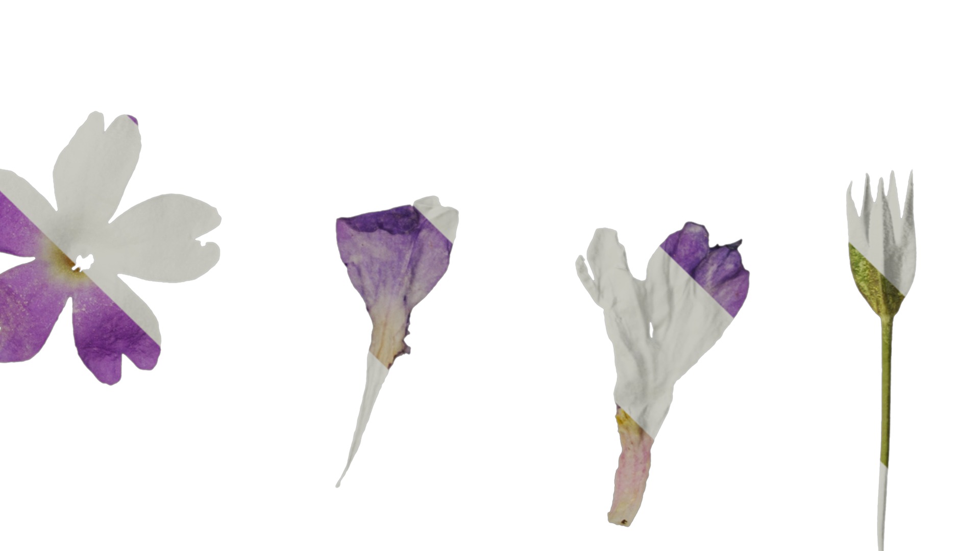 Anydrafts Primula tenella Flower 02 Texture_4