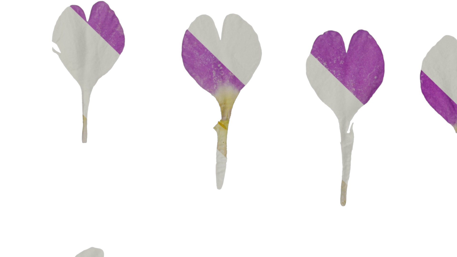 Anydrafts Primula tenella Flower 02 Texture_1