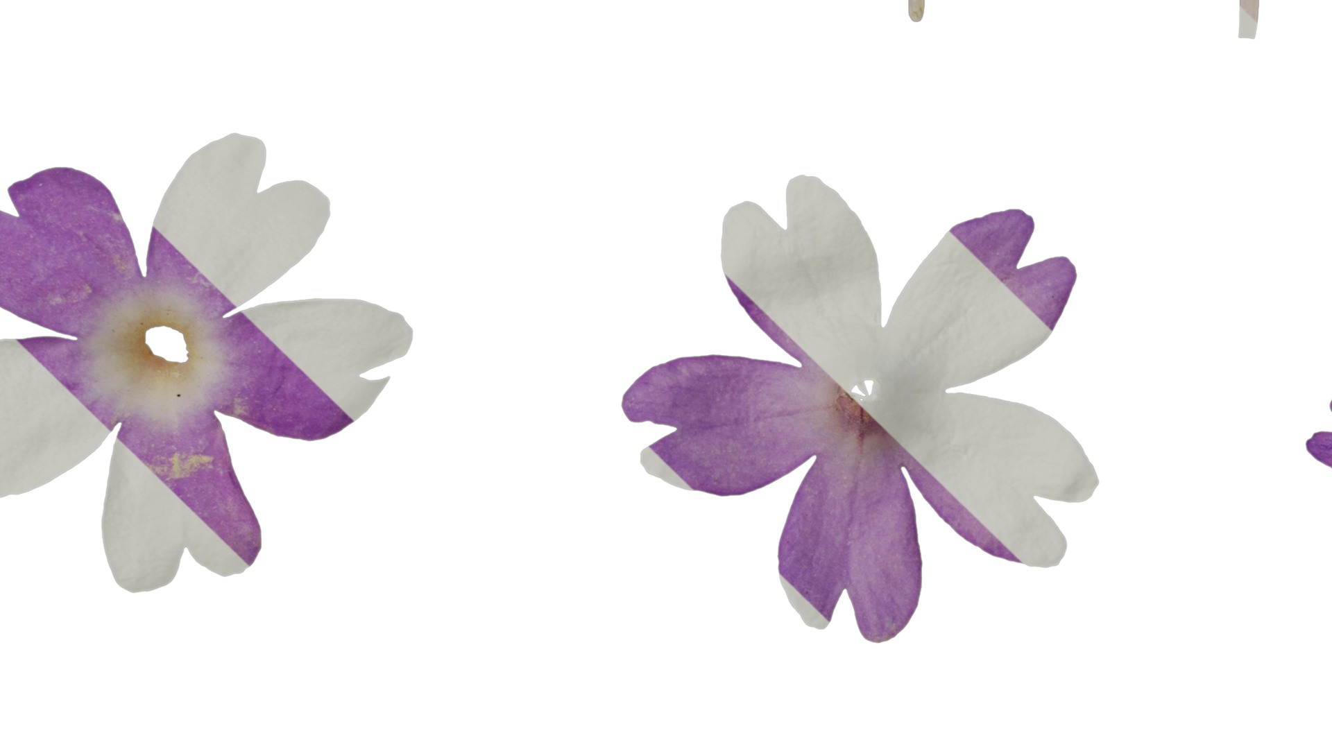 Anydrafts Primula tenella Flower 02 Texture_3