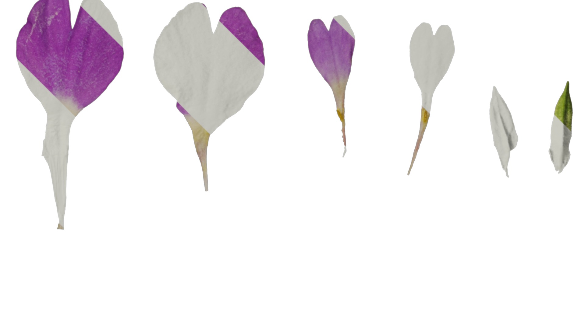 Anydrafts Primula tenella Flower 02 Texture_2