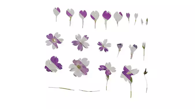 Anydrafts Primula tenella Flower 02