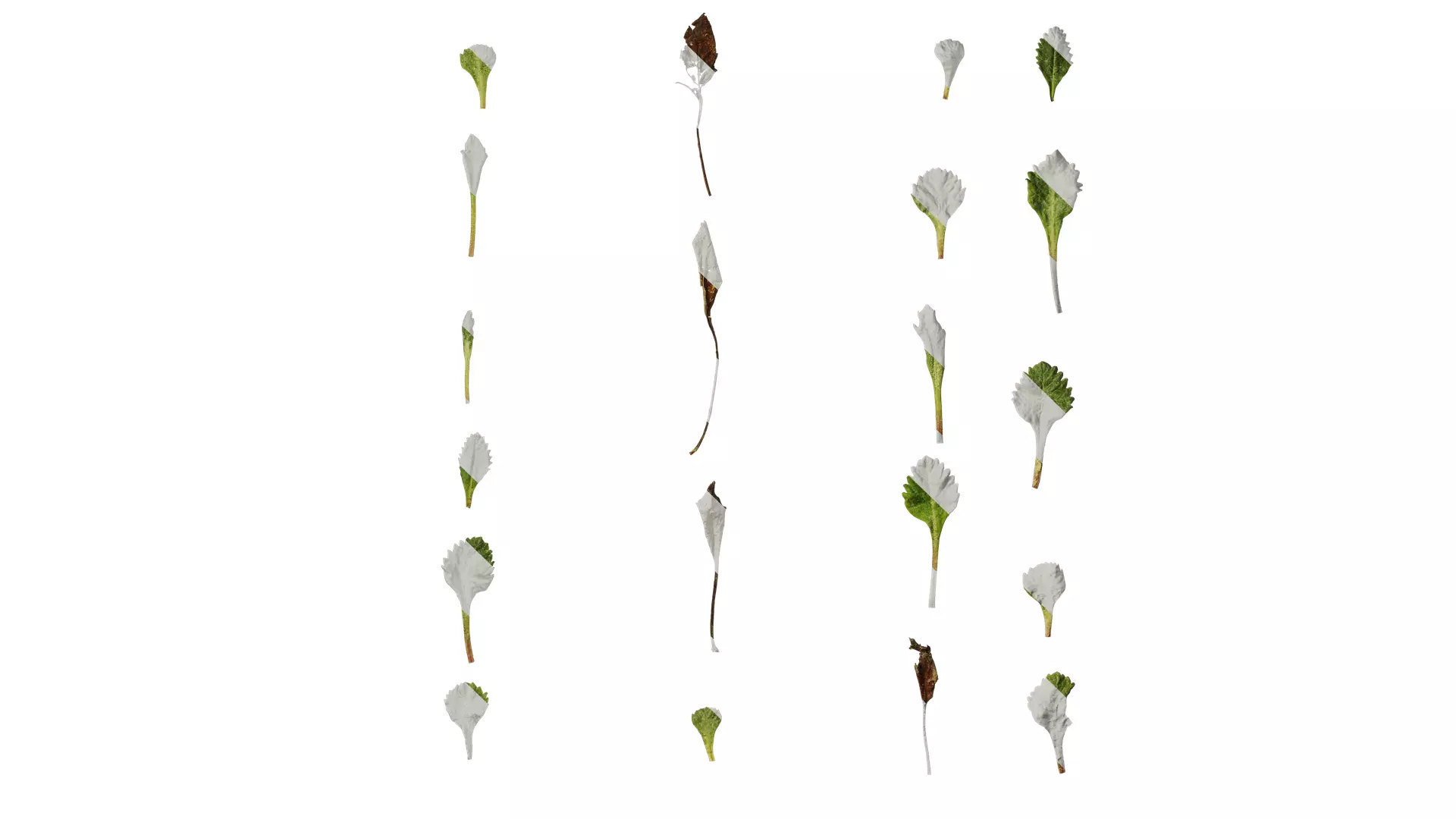 Anydrafts Primula tenella Leaf 01 Texture